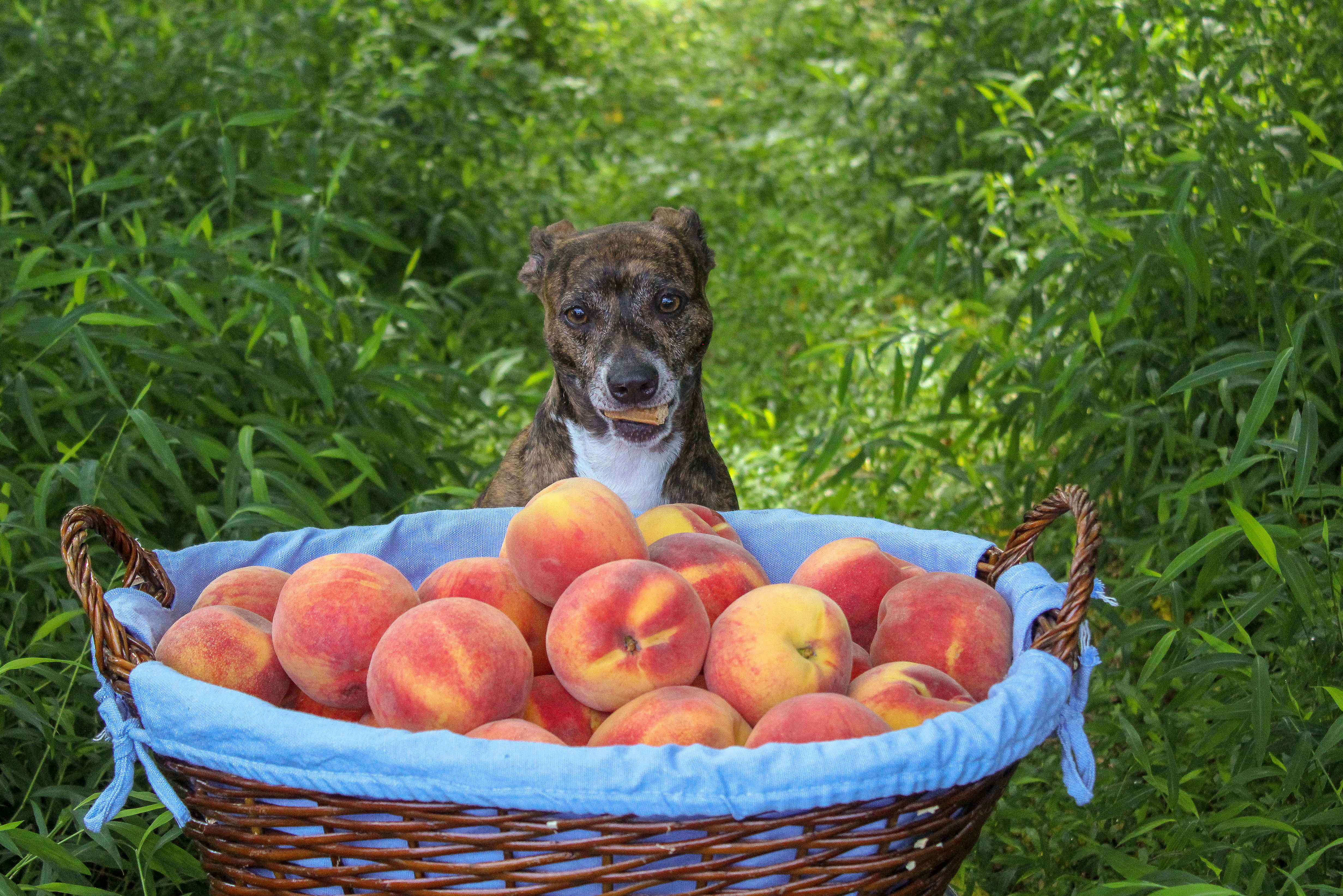 A Brindle dog sits behind a large basket of peaches