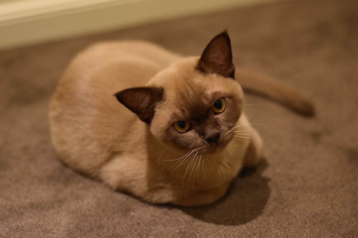 Burmese cat on the floor