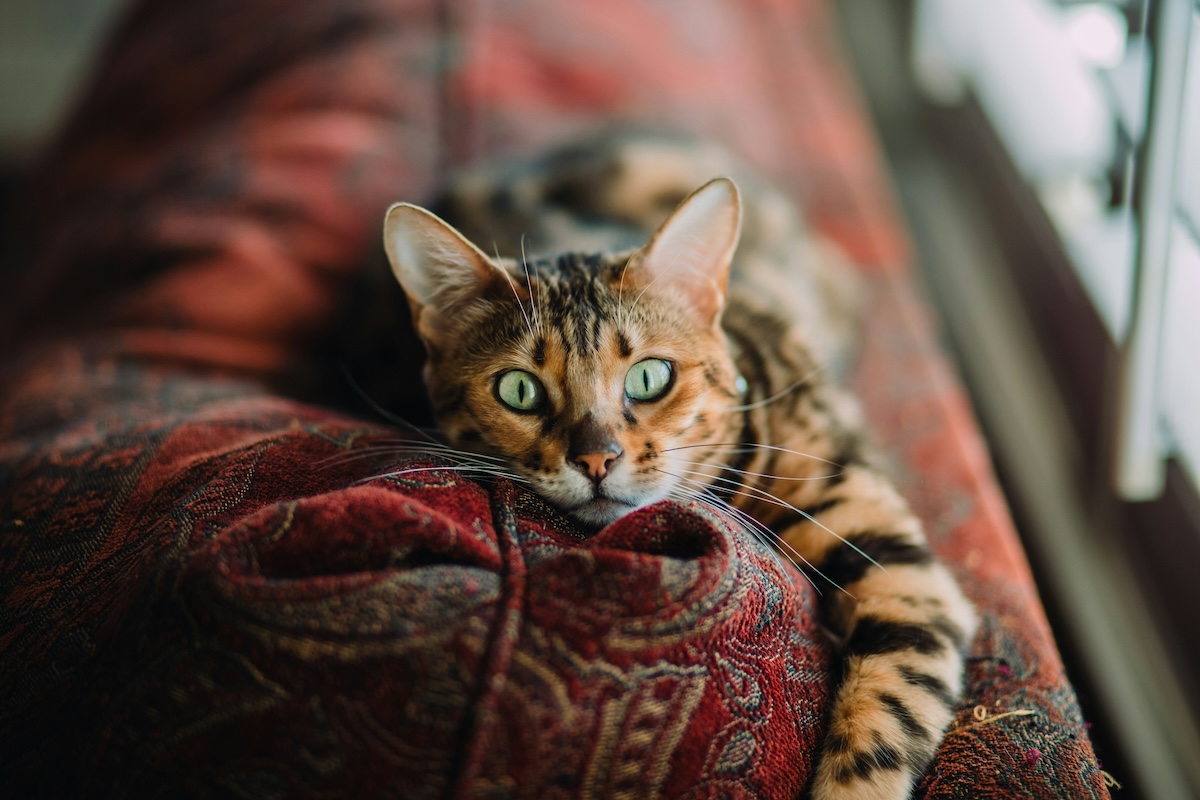 striped cat on red couch