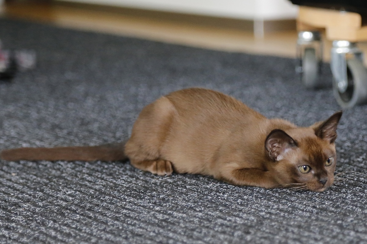 Burmese cat