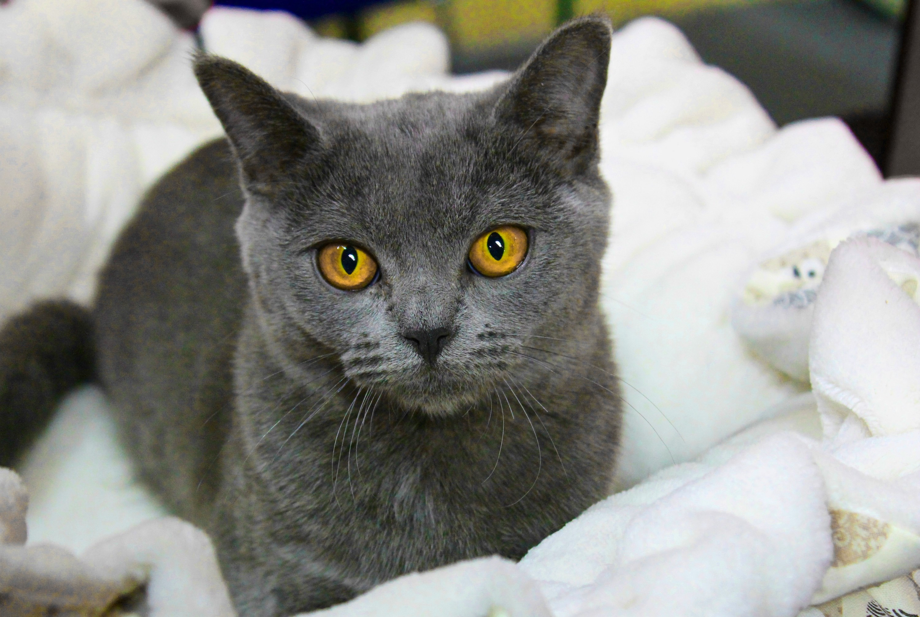 A Chartreux cat with orange eyes