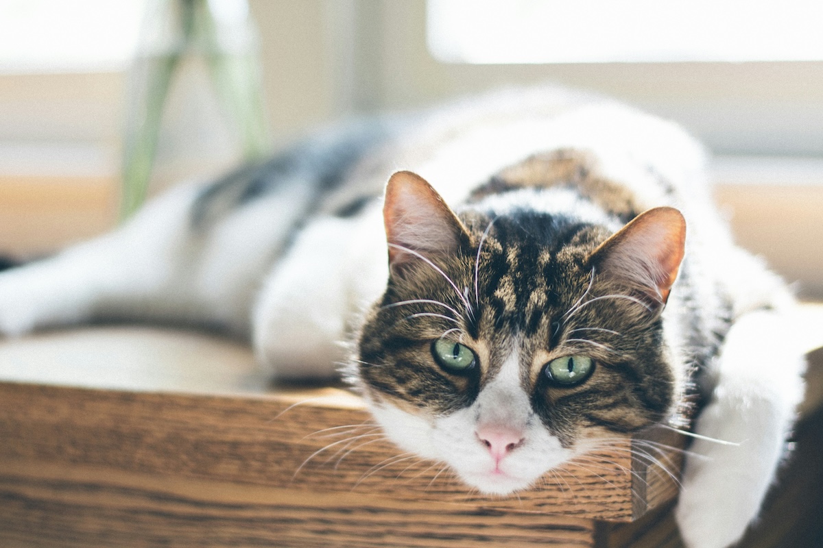 a close up of a cat lying on a wooden table