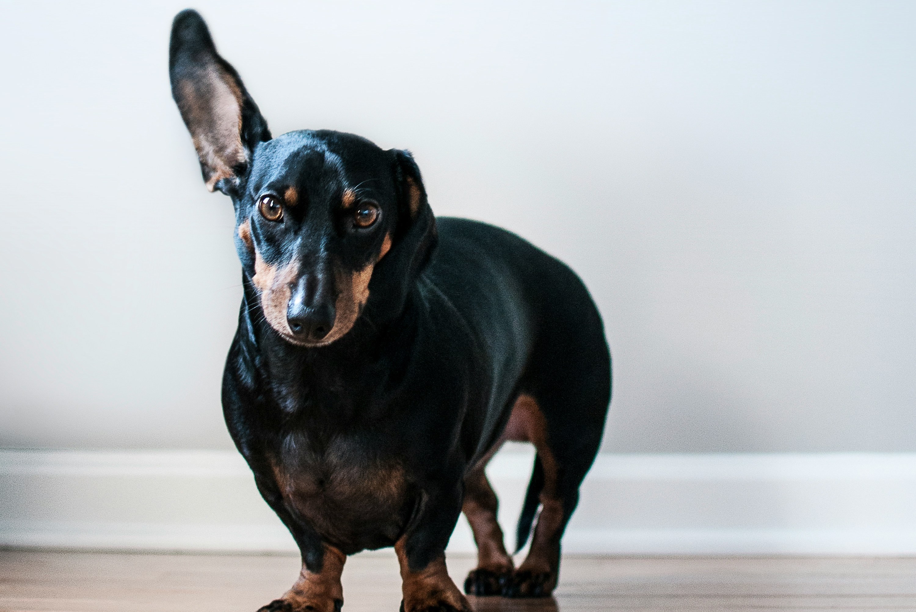A large black and brown Dachshund dog stands with one ear sticking up