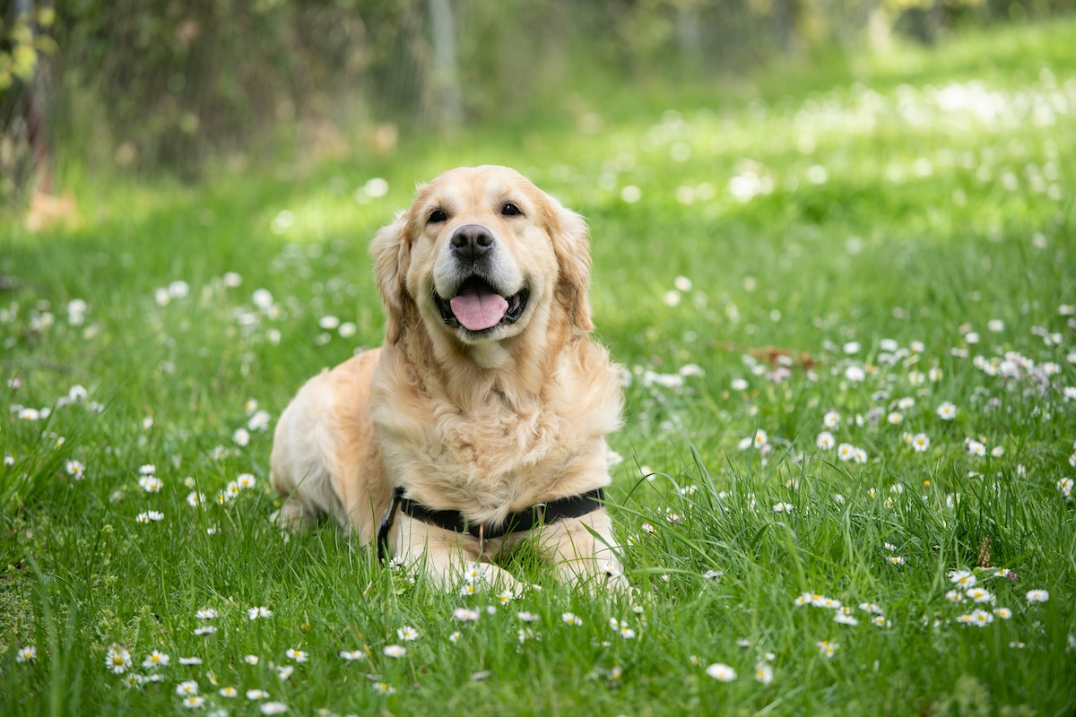 older golden retriever with mouth open