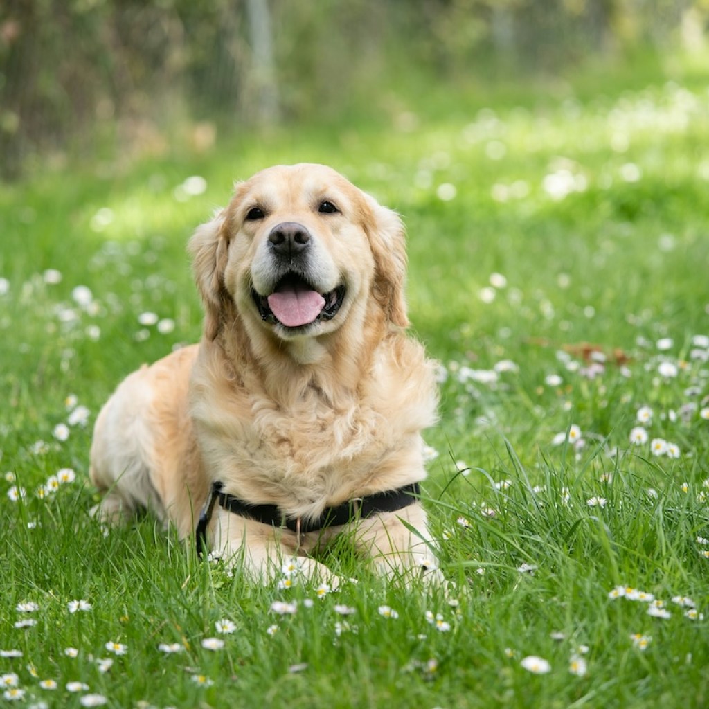 Older golden retriever with mouth open