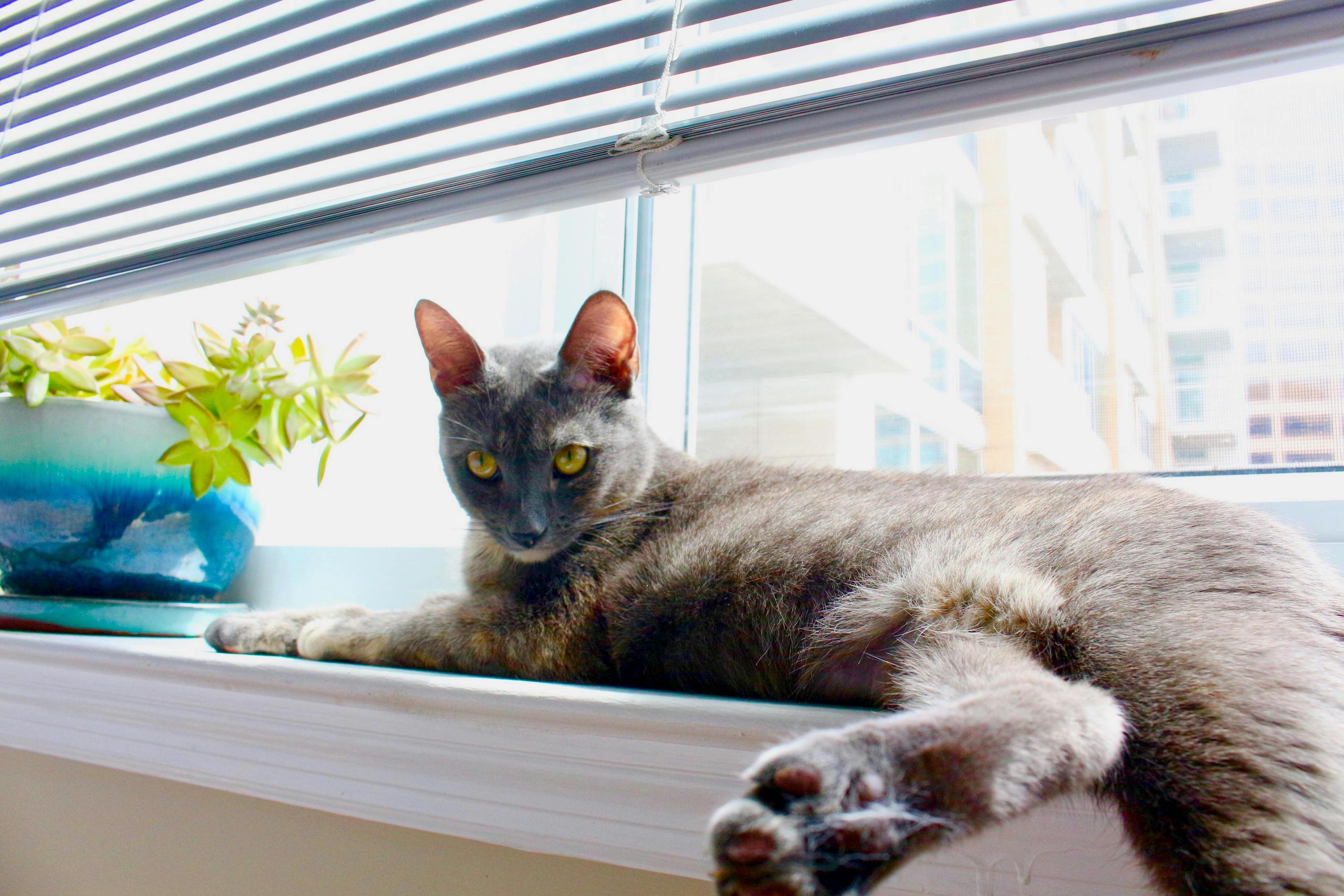 A Korat cat lies on a windowsill