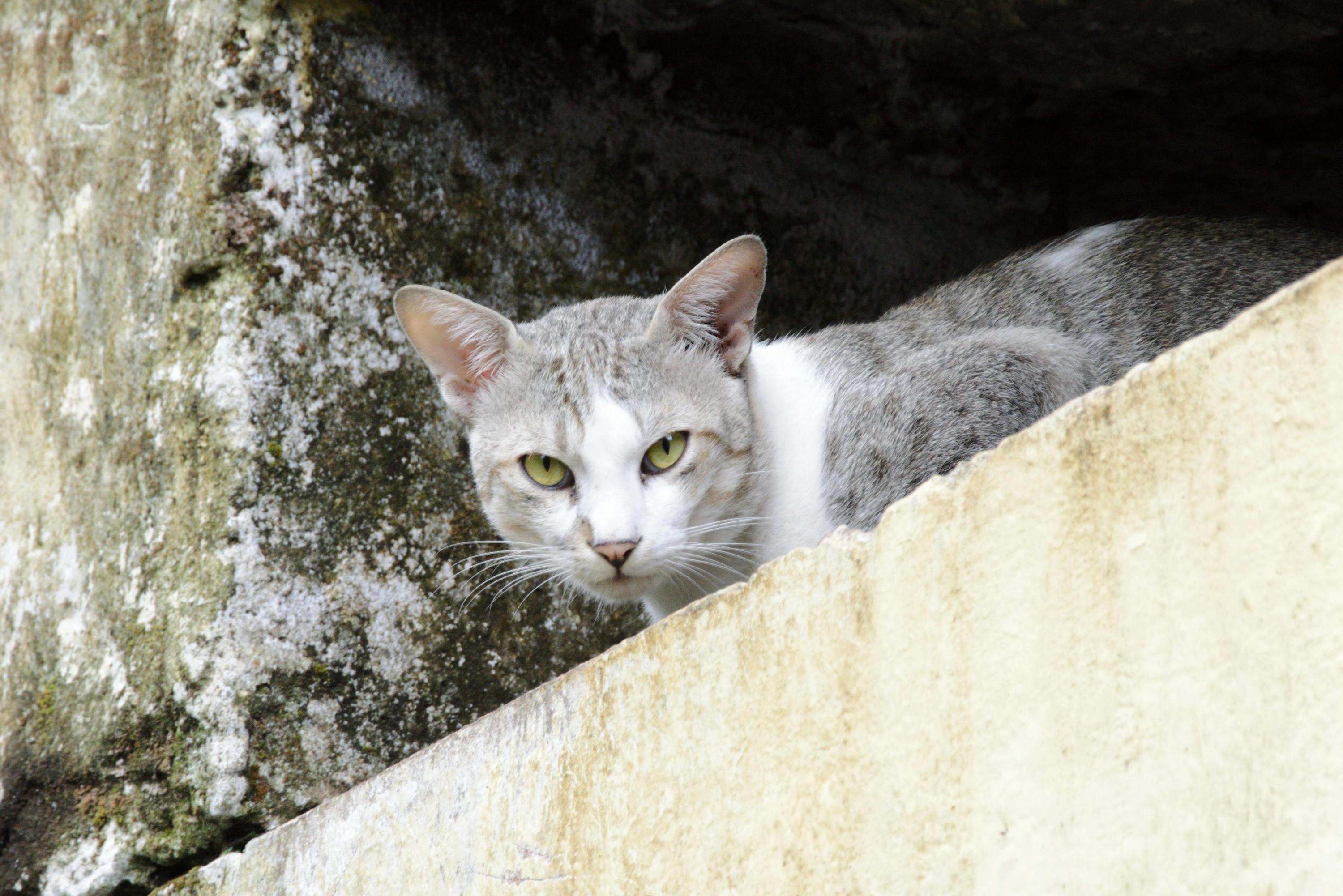 An Egyptian Mau cat lies on a cement pilar