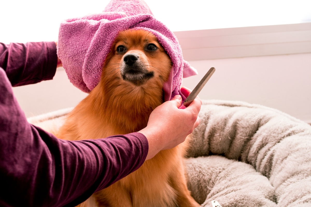 dog spa with pink towel