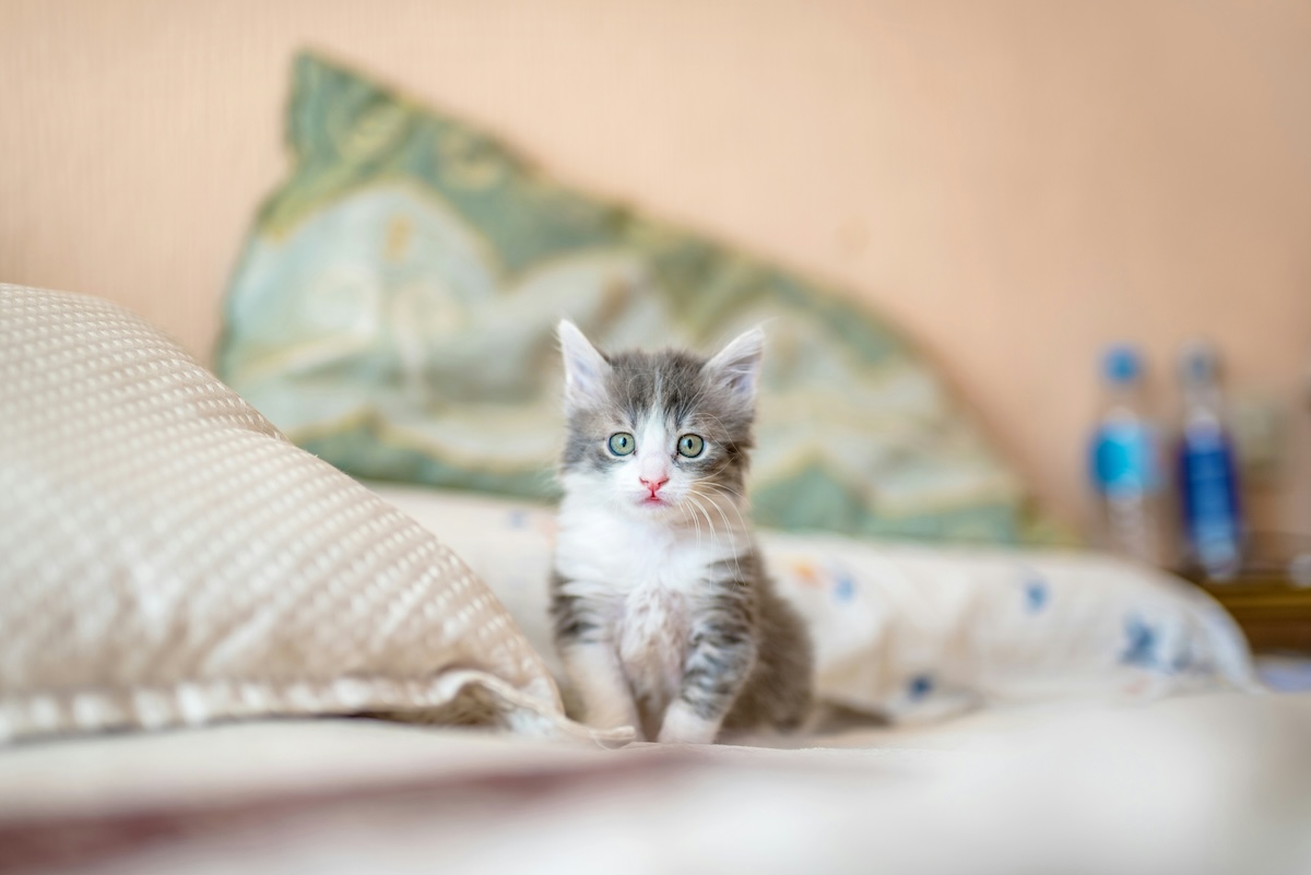 gray kitten on bed