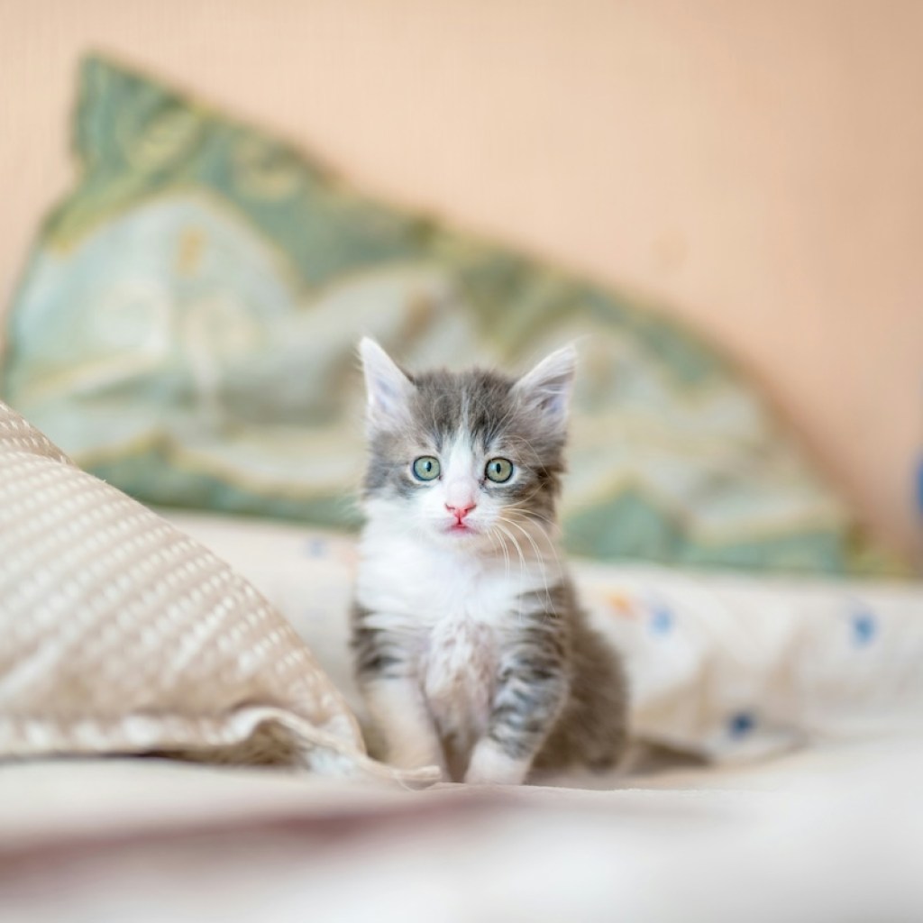 gray kitten on bed