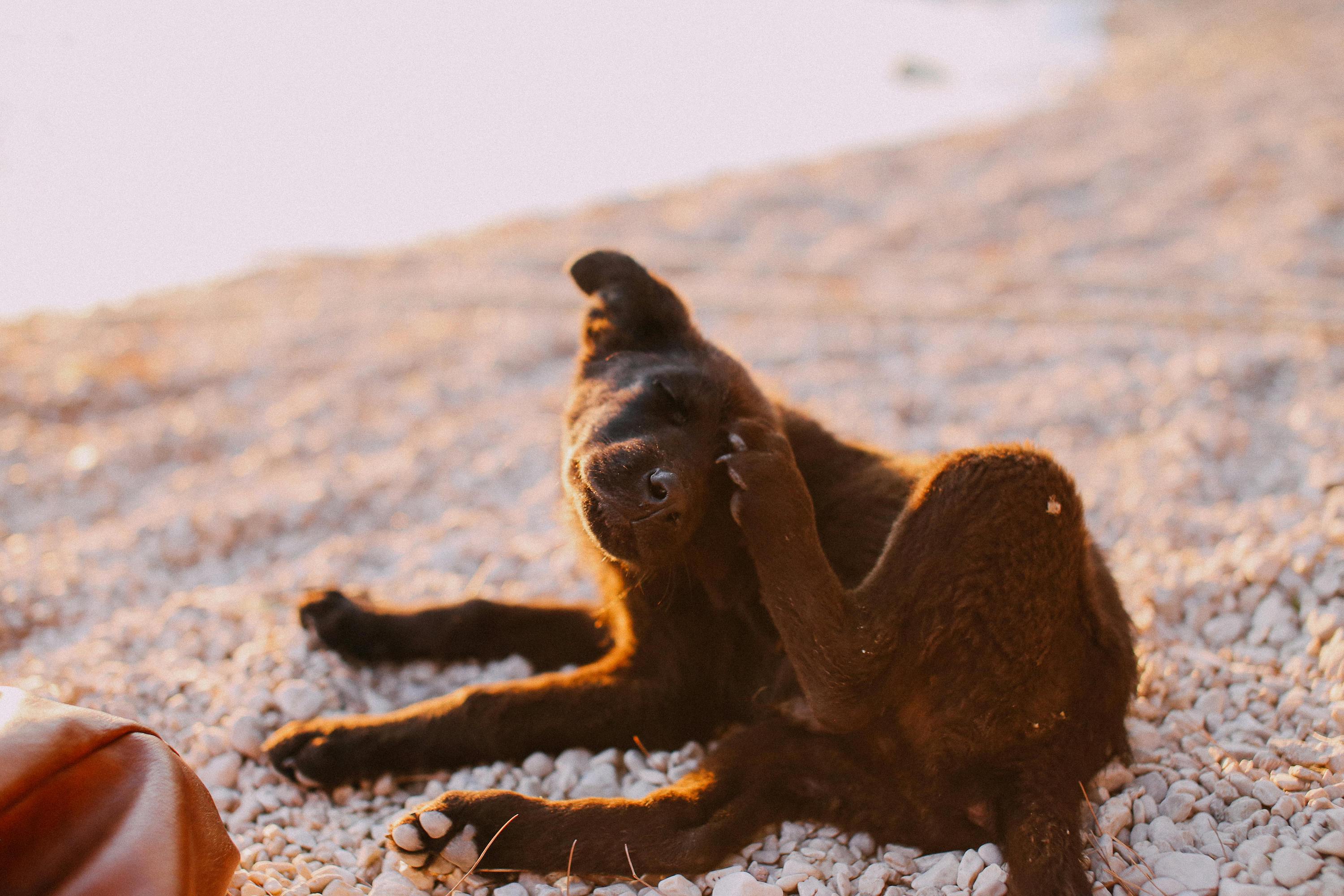 A Labrador Retriever puppy sits on a rocky beach and scratches their head with their paws
