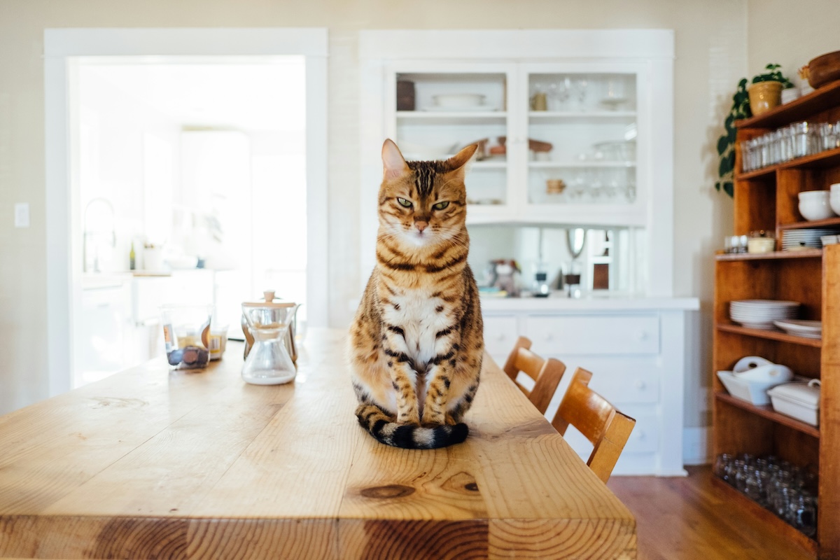 large orange cat on table