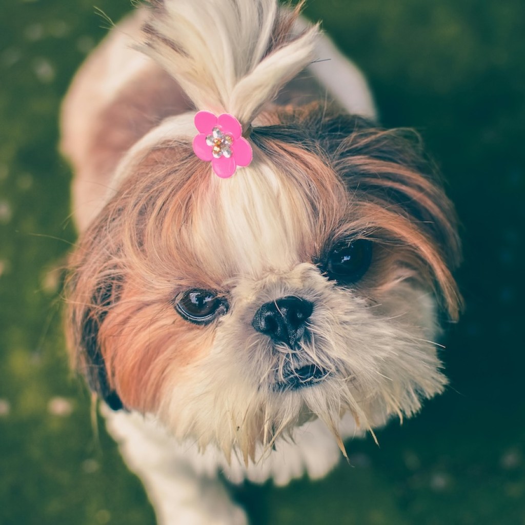 Small dog with pink Barrett in hair