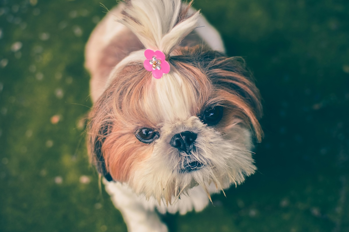 Small dog with pink Barrett in hair