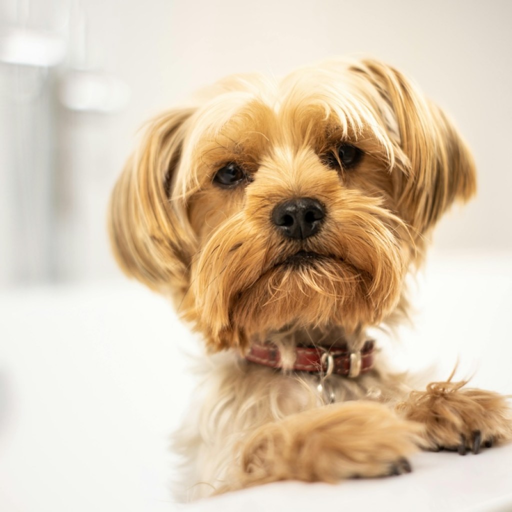 Yorkie in a bath