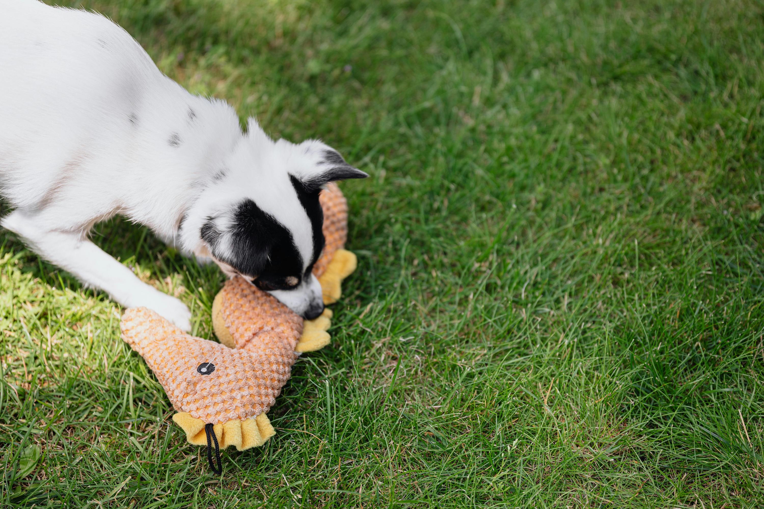 Looking down on a small dog playing with a stuffed toy in the grass