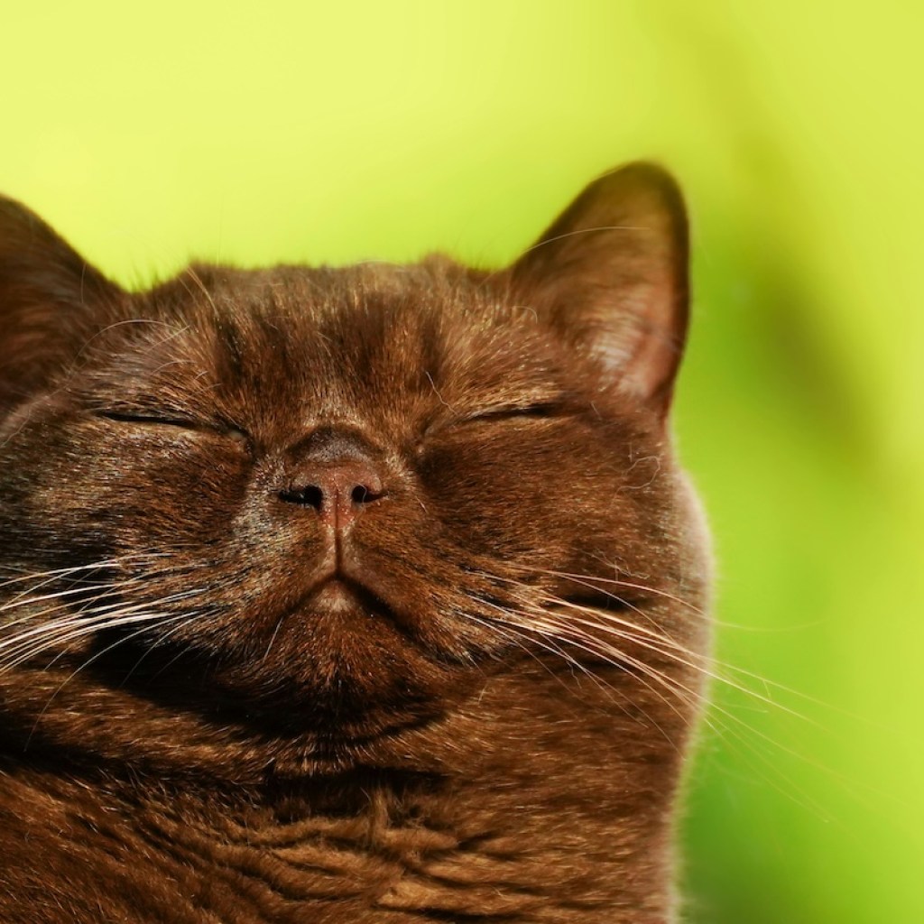 A dark Burmese cat with eyes shut