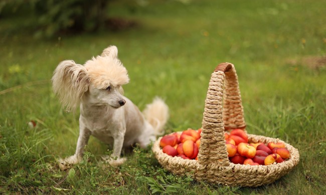 A small white dog sits in the grass next to a basket of peaches