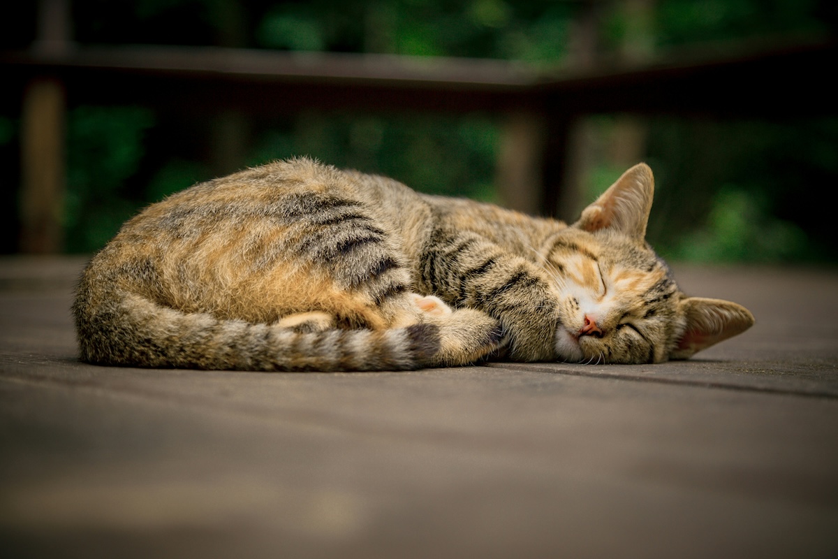 A toyger cat sleeping on the floor