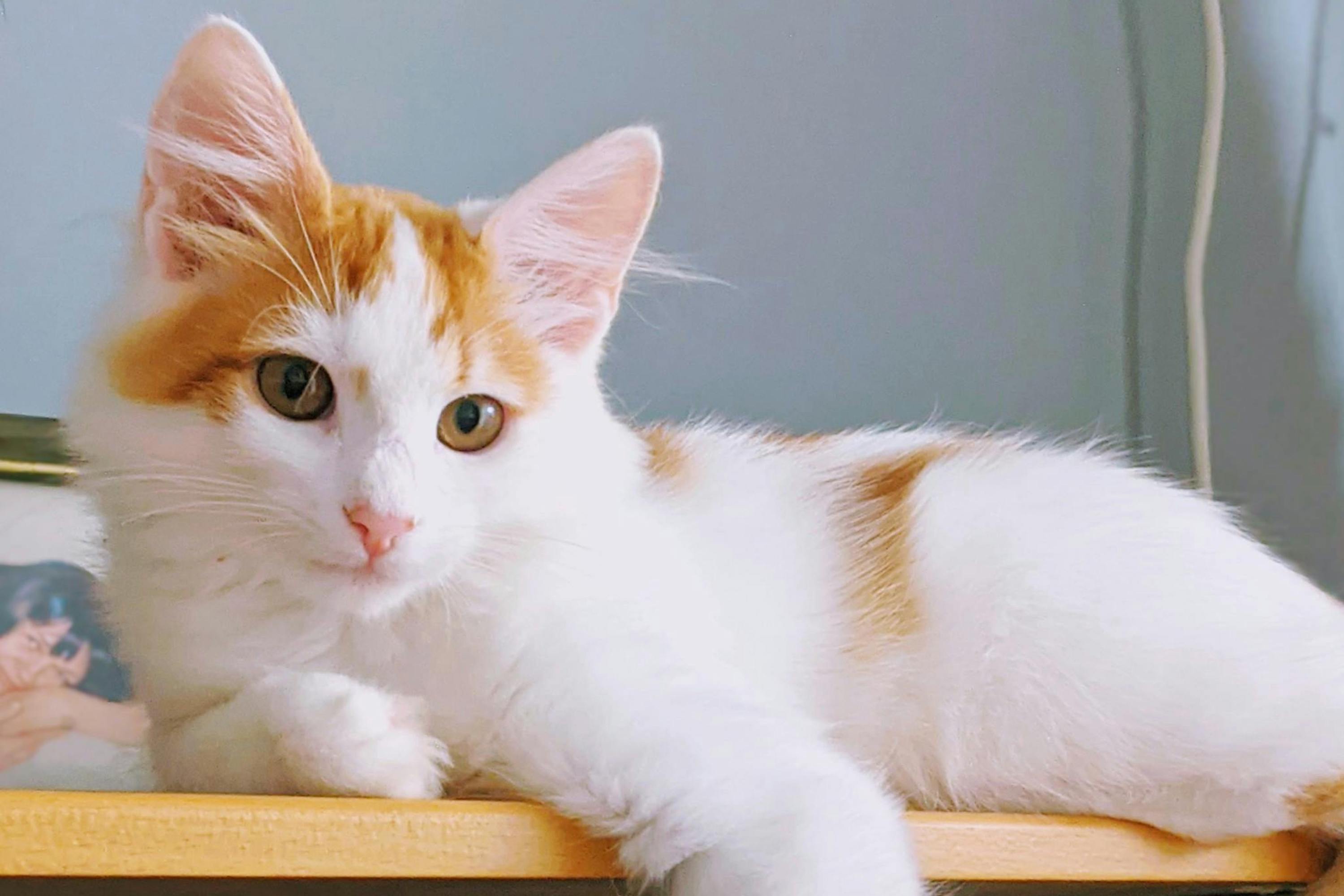 A Turkish Van cat lies on a desk