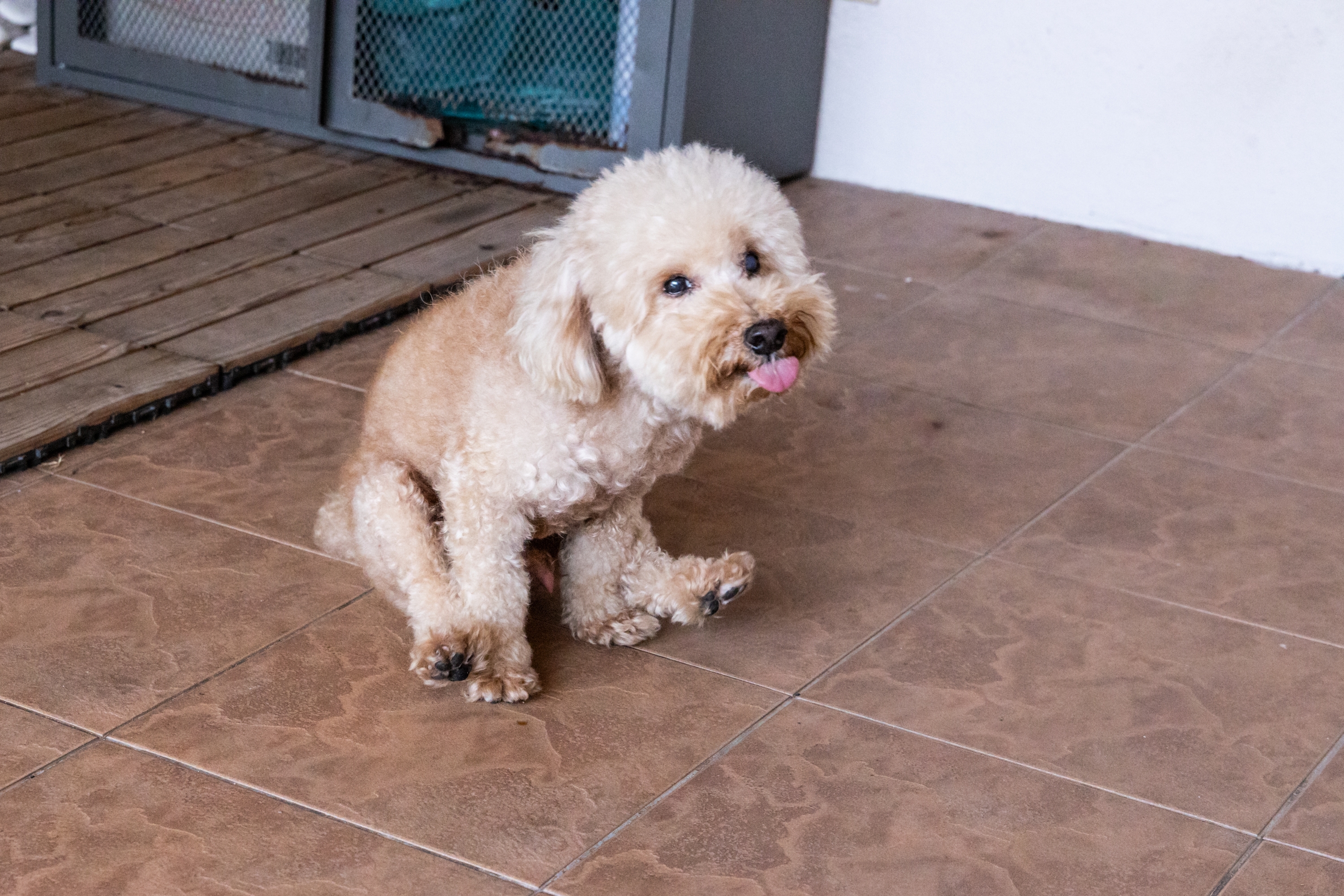 Mini poodle butt-scooting