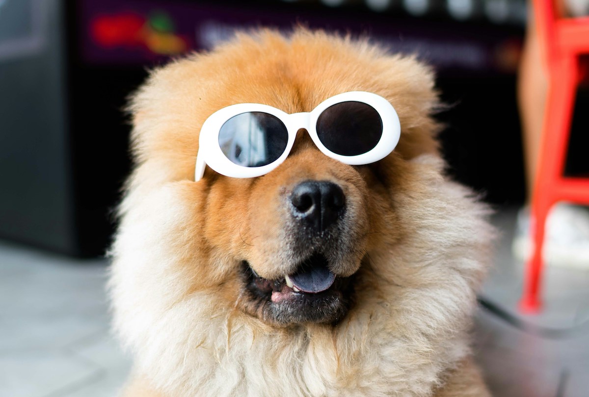 A Chow Chow dog wearing white sunglasses