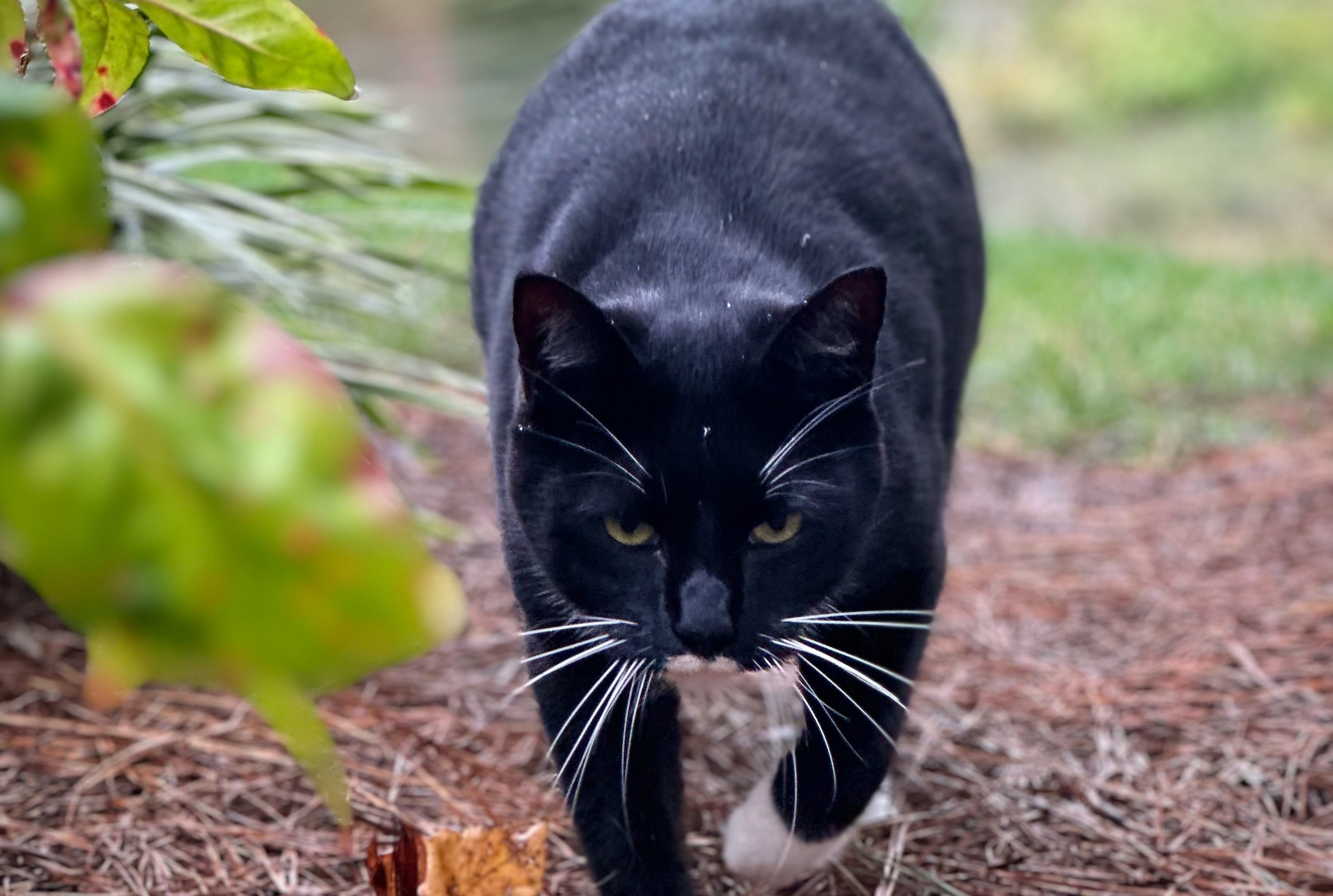 A black and white American Shorthair cat prowls to hunt ourdoors