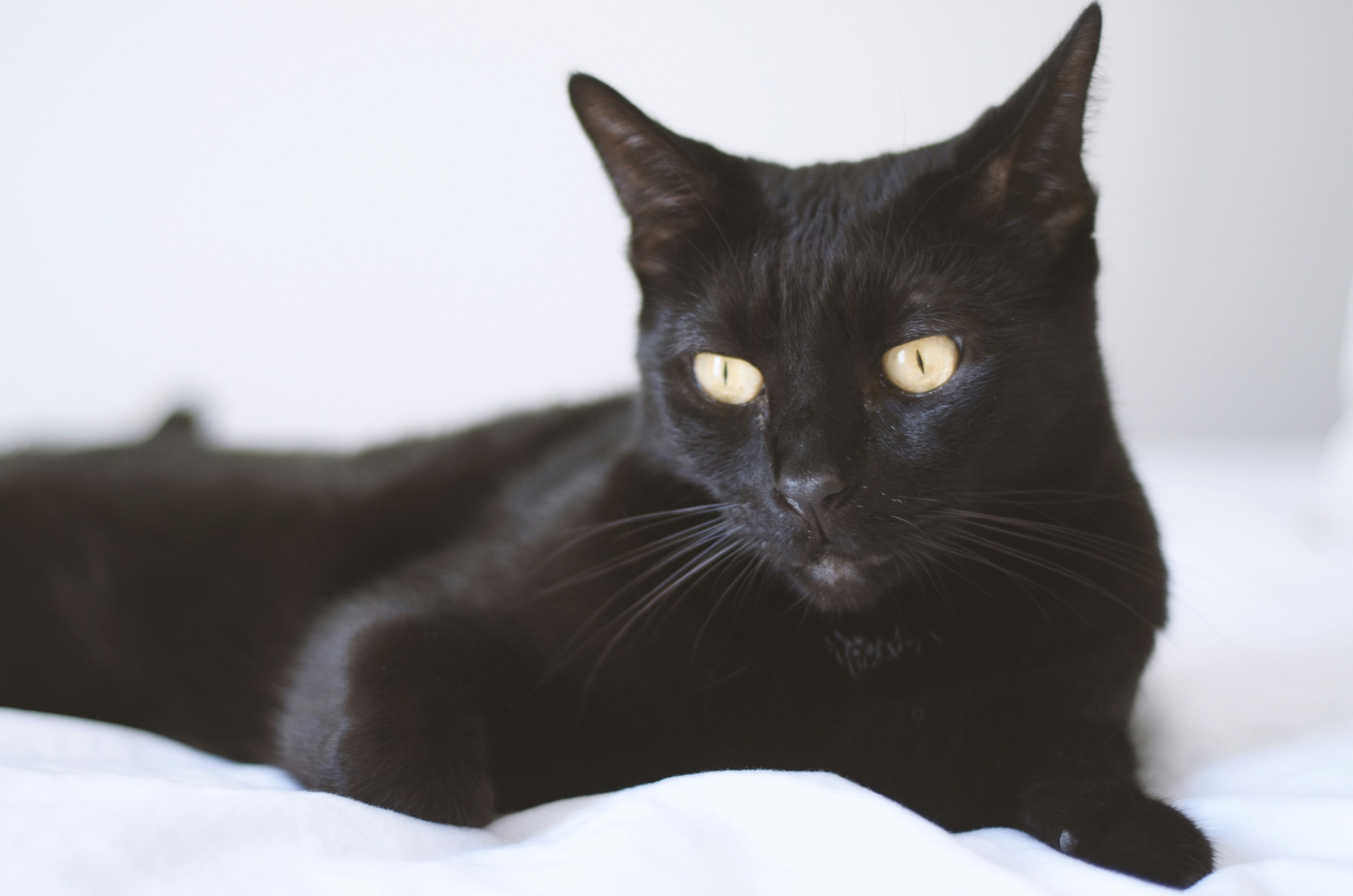 A black Bombay Cat with yellow eyes lies on a white blanket