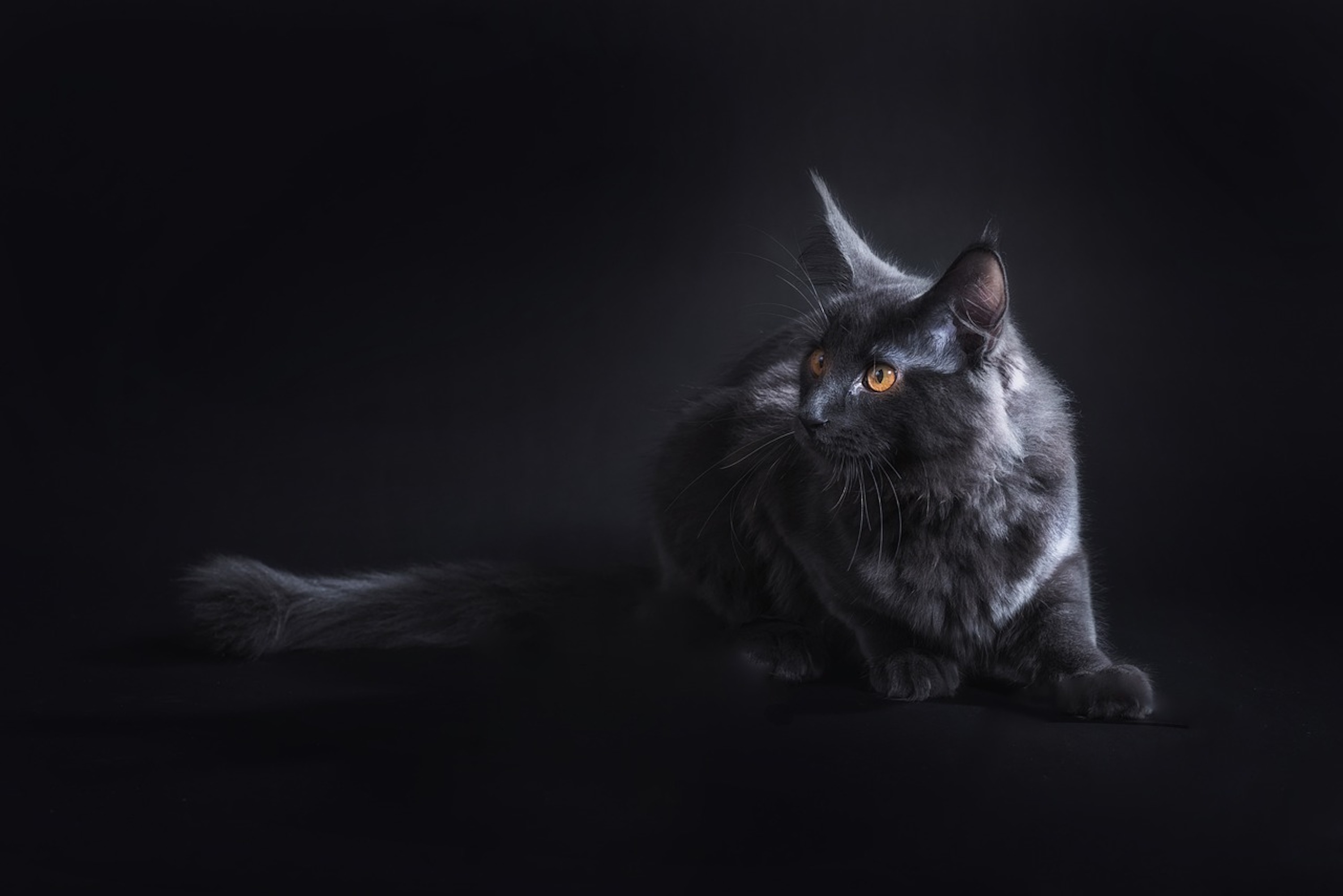 A black Maine Coon cat