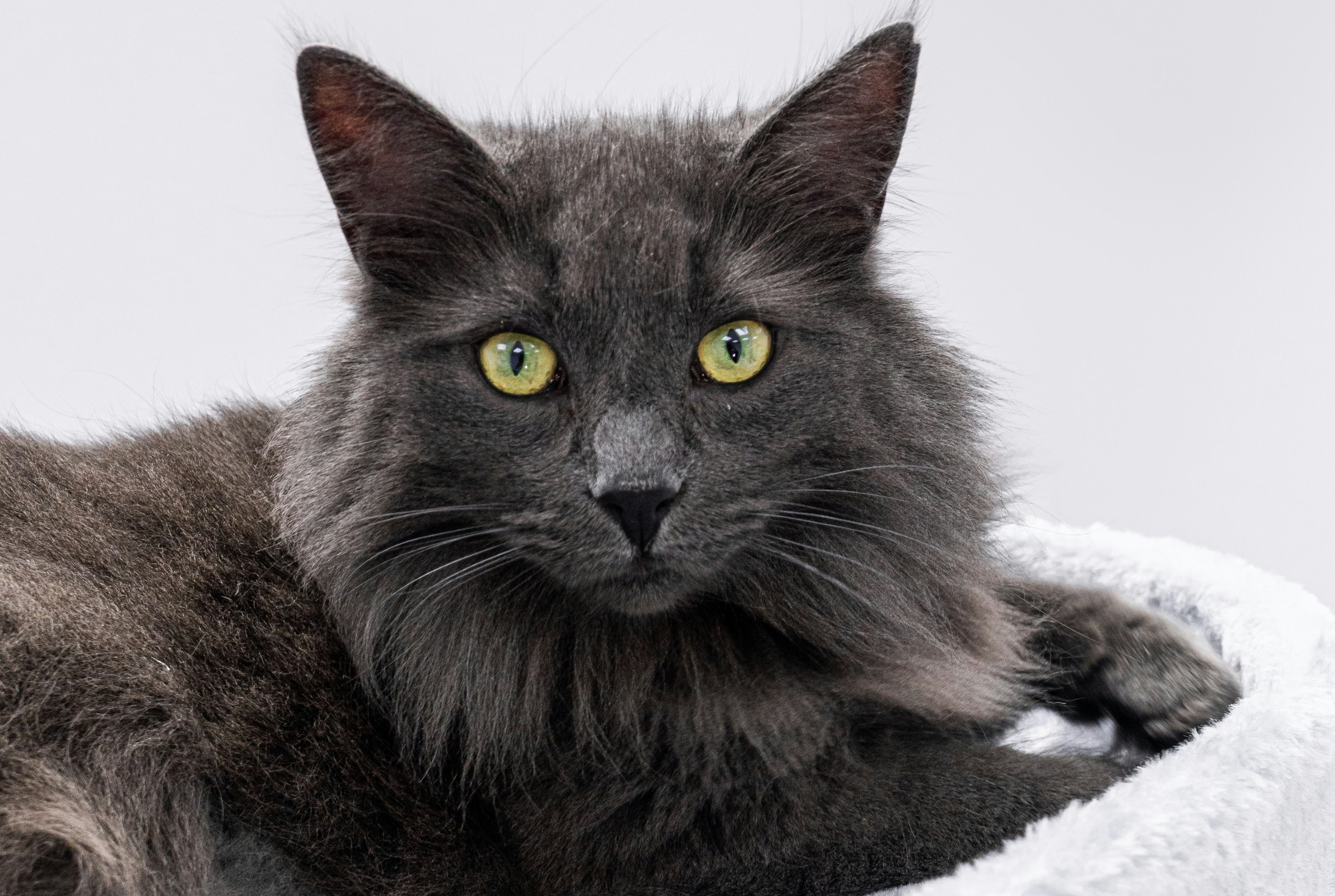 A black Norwegian Forest Cat with green eyes