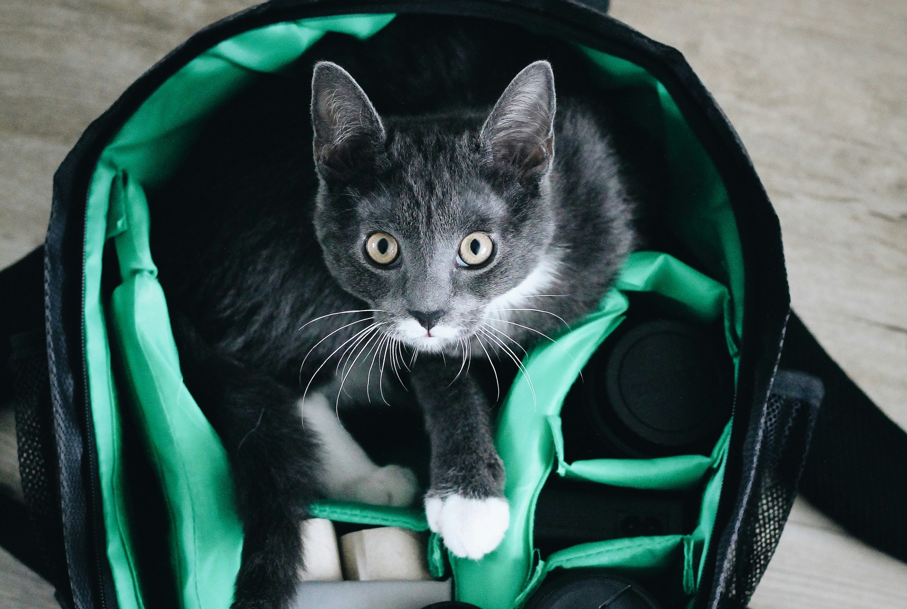 A black and white British Shorthair kitten sits in a green bag