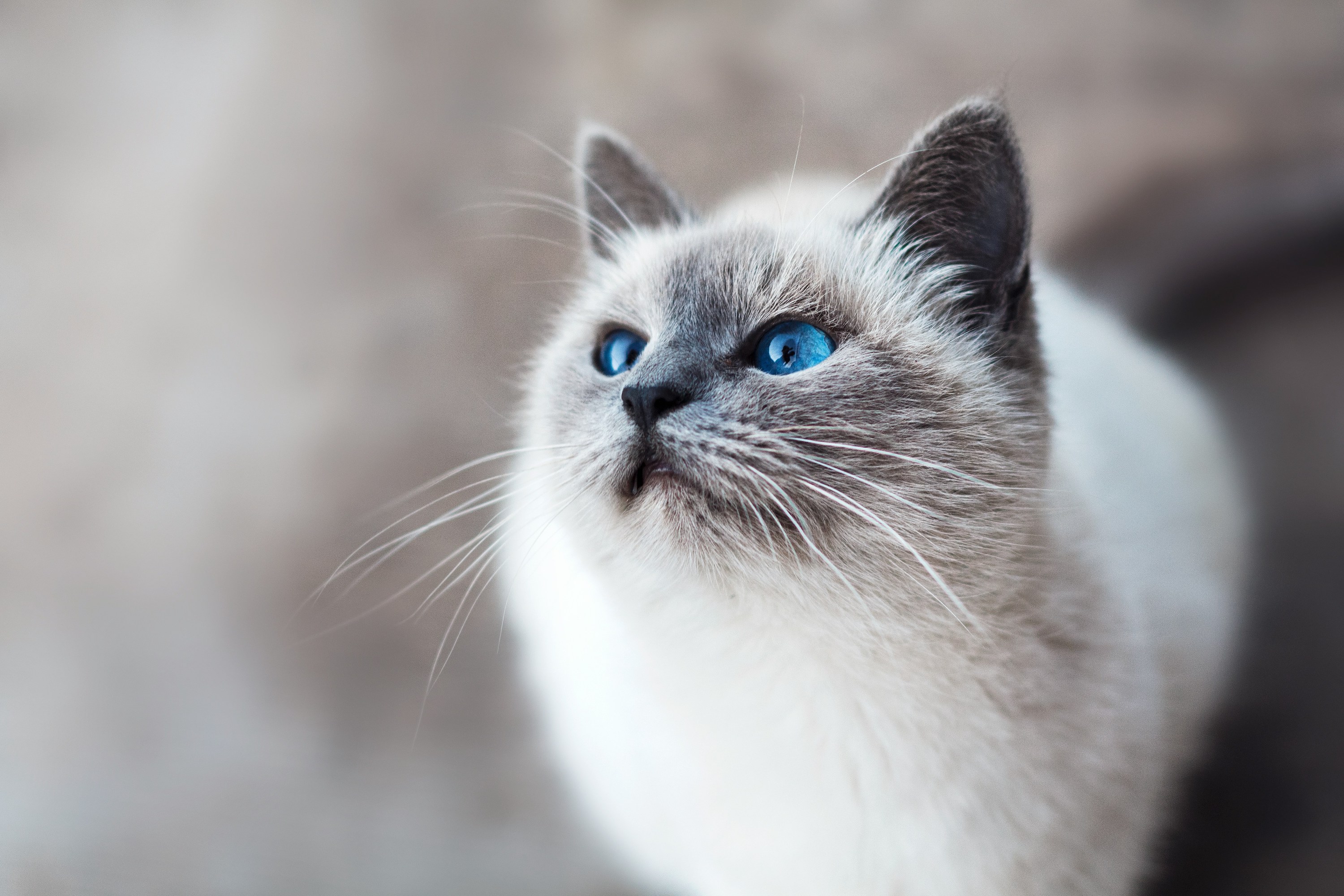 Blue-eyed ragdoll cat