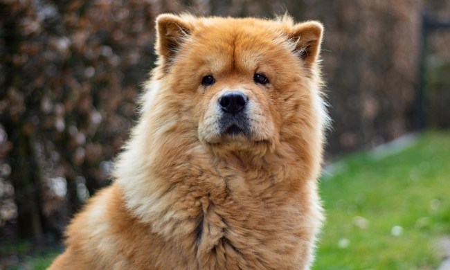 A chow chow sits outside