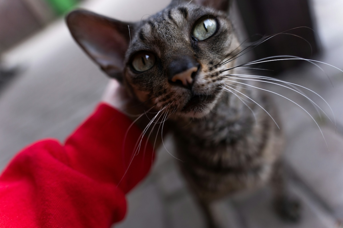 A Cornish Rex cat gets attention from her owner