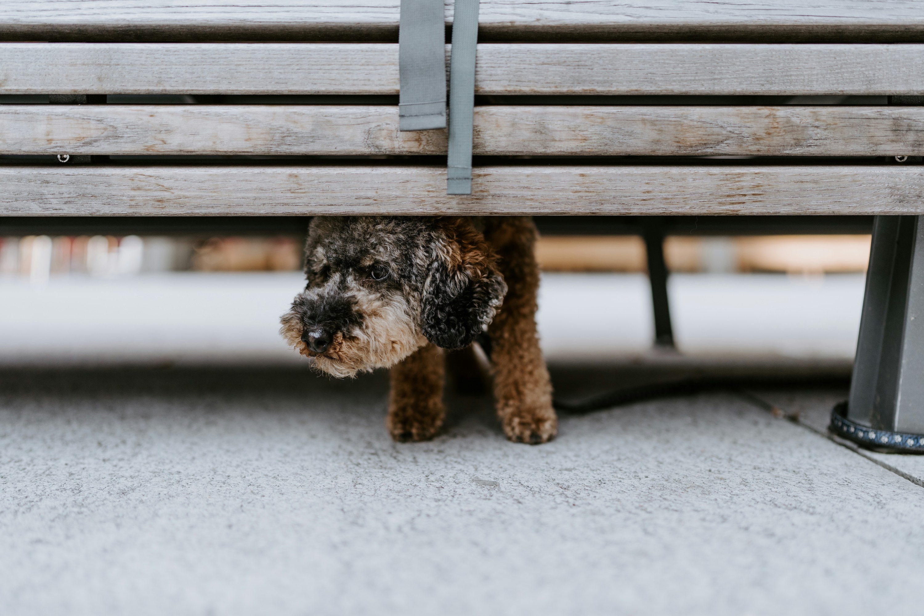 A Doodle dog hiding under a park bench