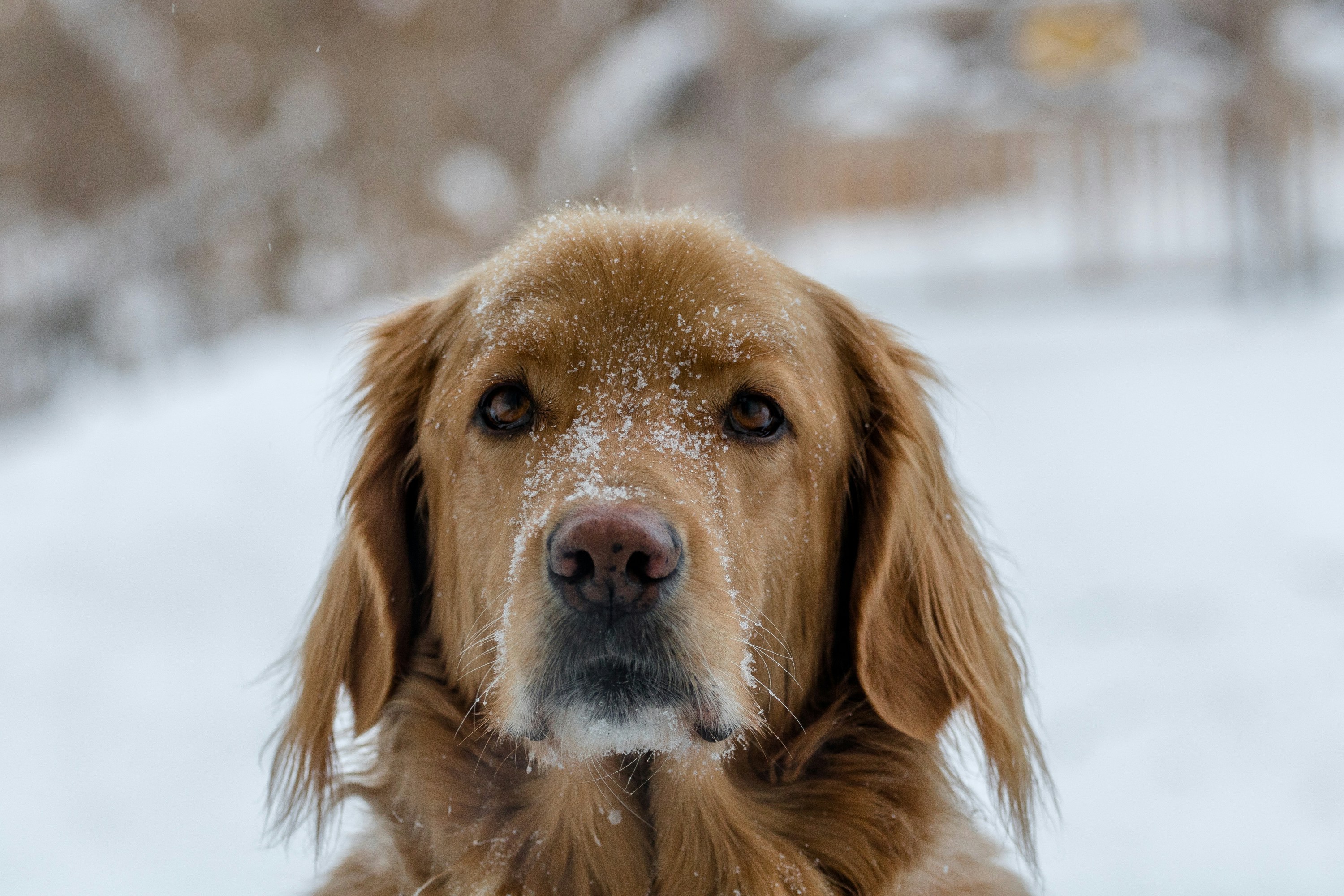 A Golden Retriever with a pink nose stands in the snow with snow on his snout