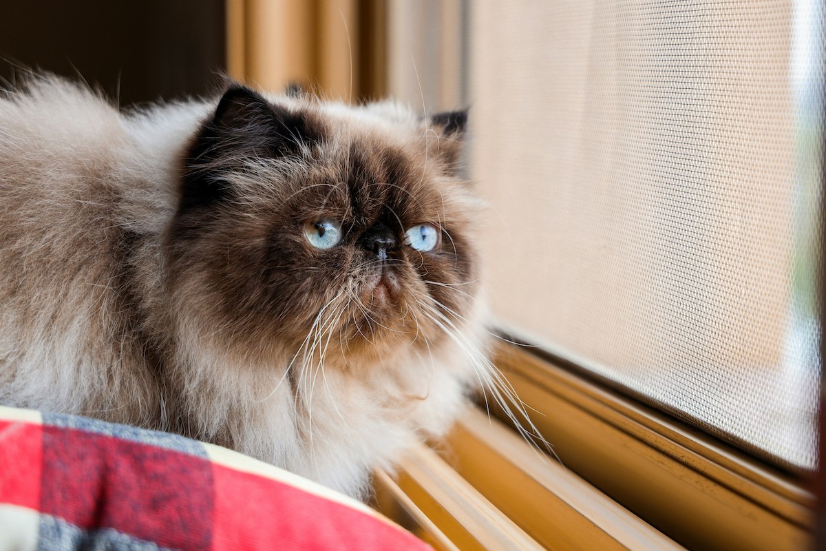 A Himalayan cat standing by the window