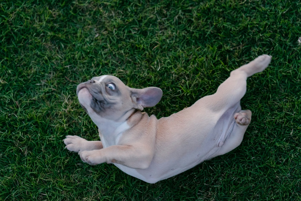 A tan French bulldog rolling on grass
