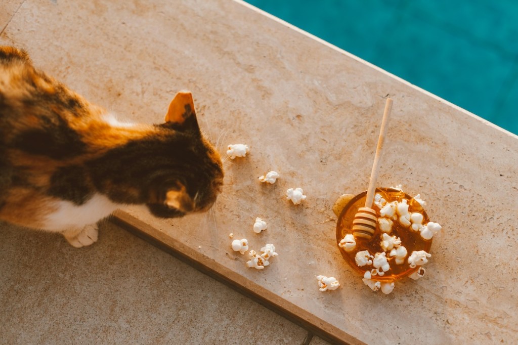 Cat eating popcorn off a board