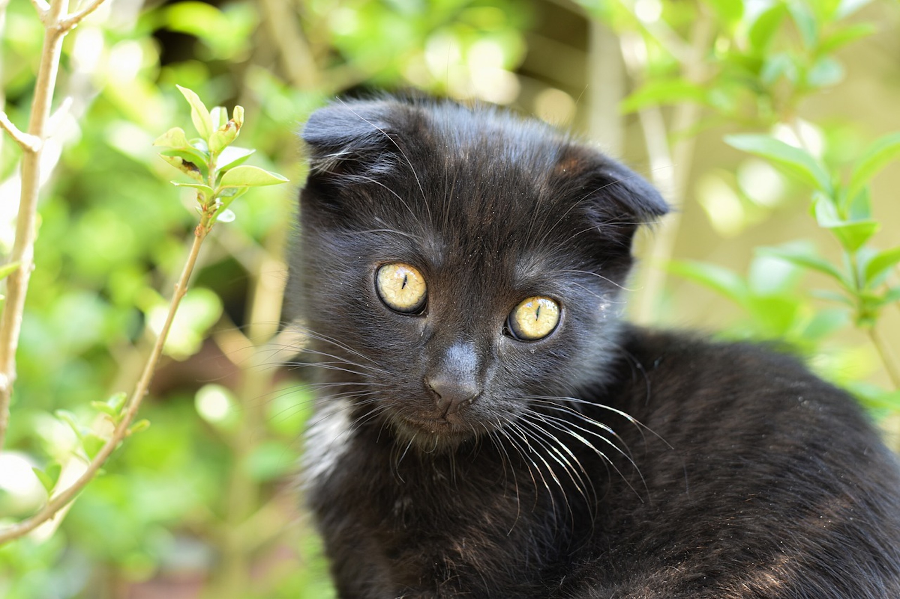 A Scottish Fold kitten standing outside