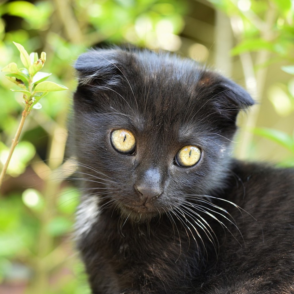 A Scottish Fold kitten standing outside