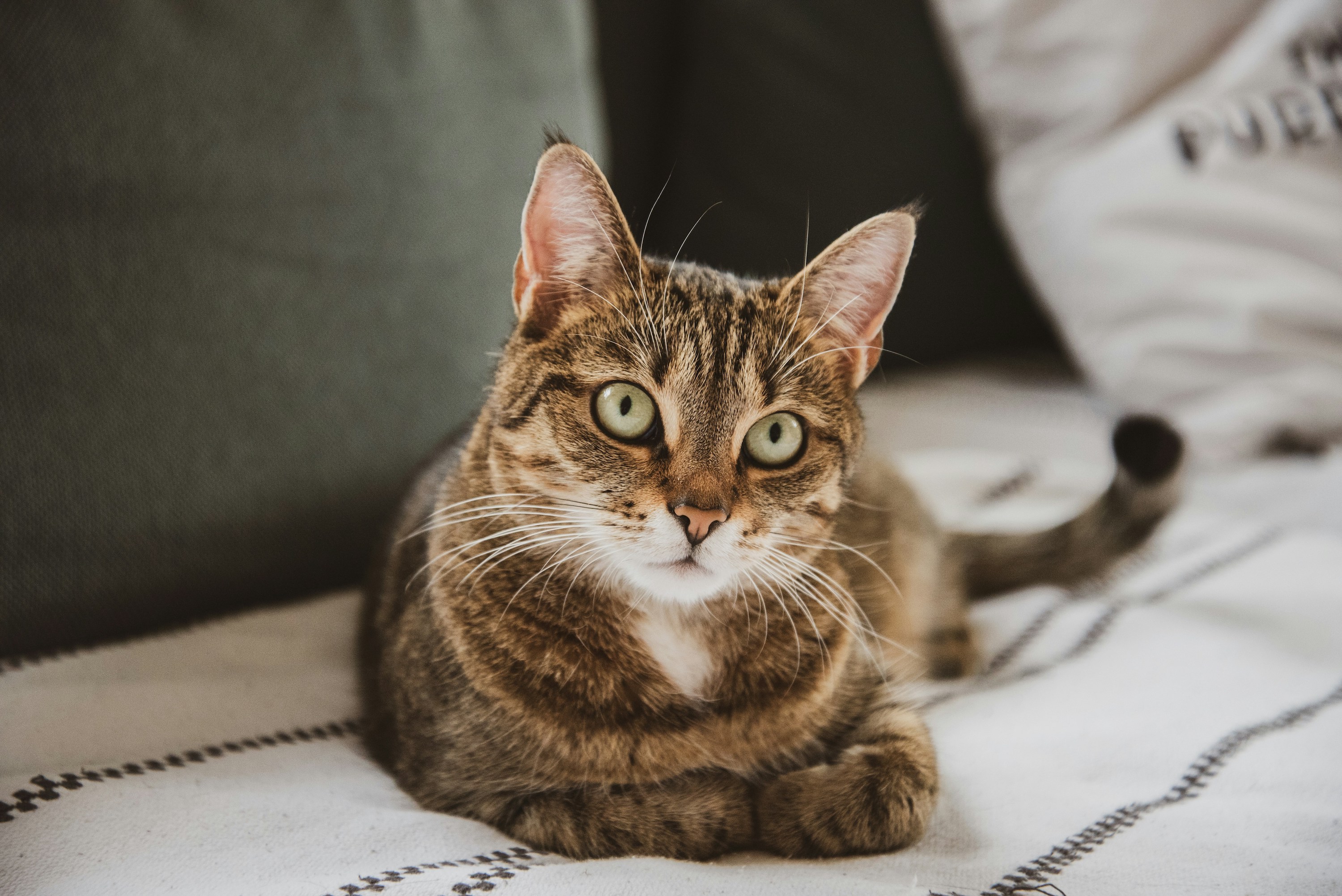 A striped tabby cat with green eyes lies on a blanket