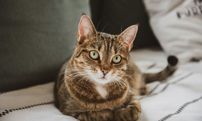 A striped tabby cat with green eyes lies on a blanket
