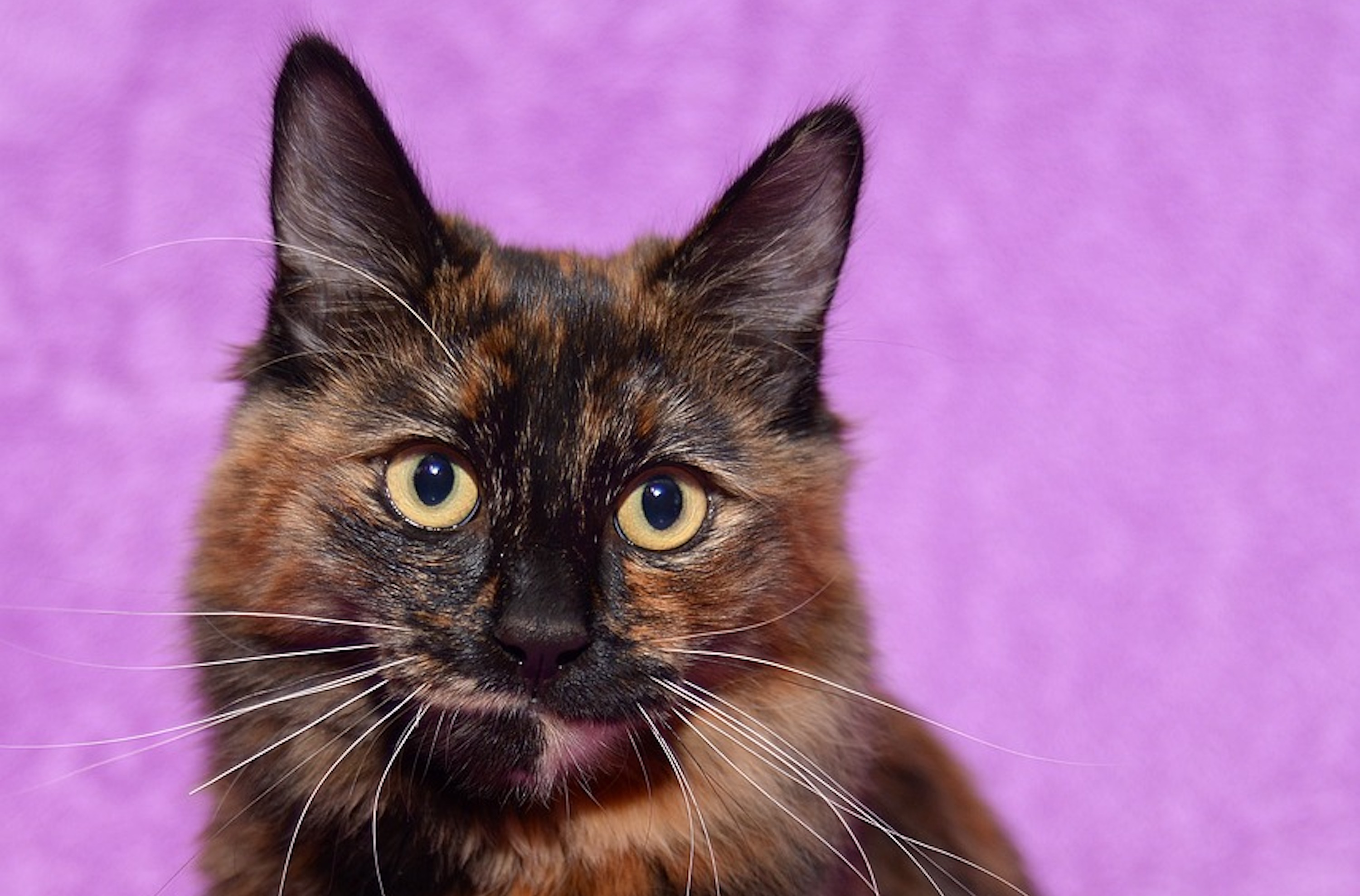 A tortoiseshell American Bobtail cat's face in front of a purple background