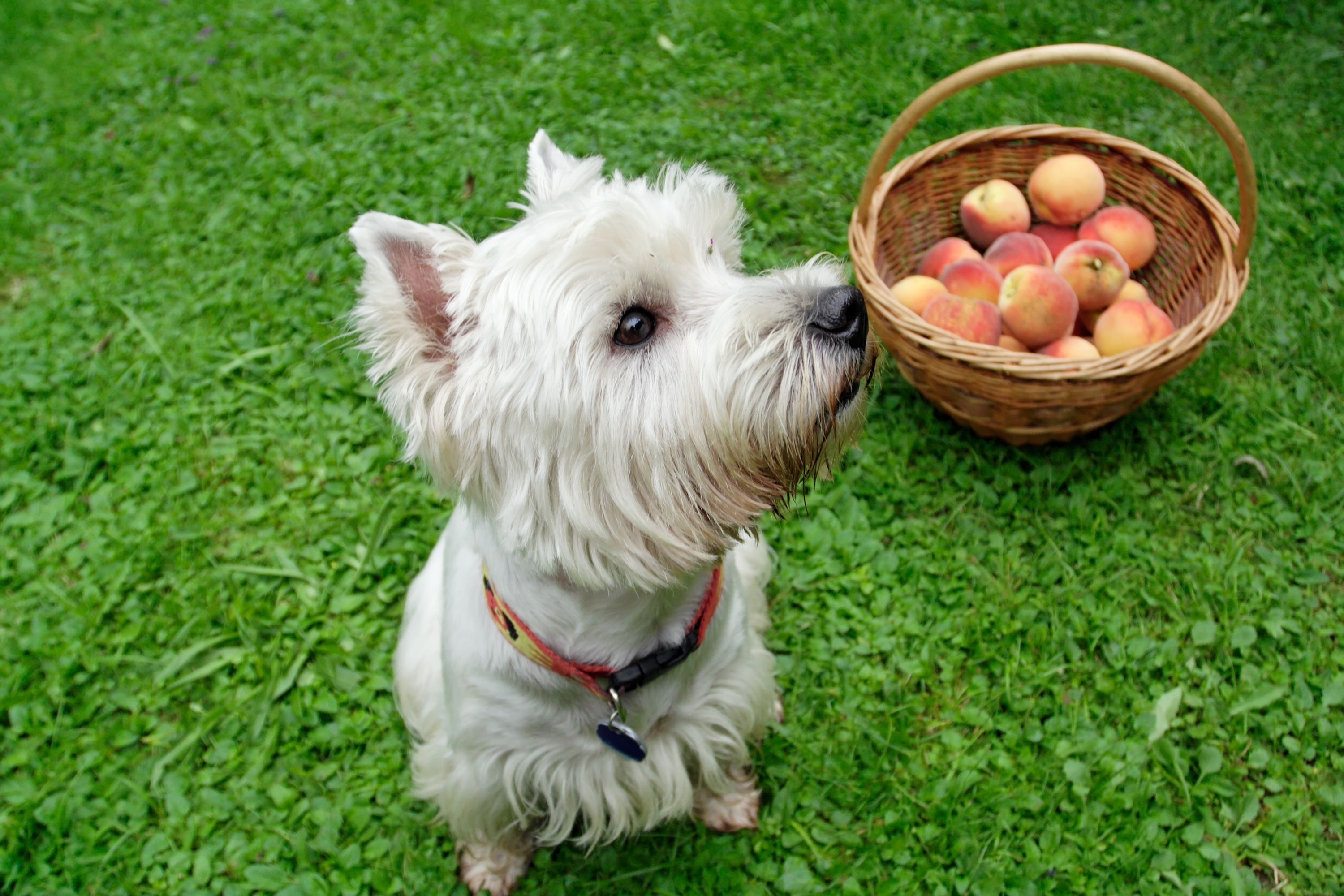 A West Highland white terrier sits in the grass next to a basket of peaches