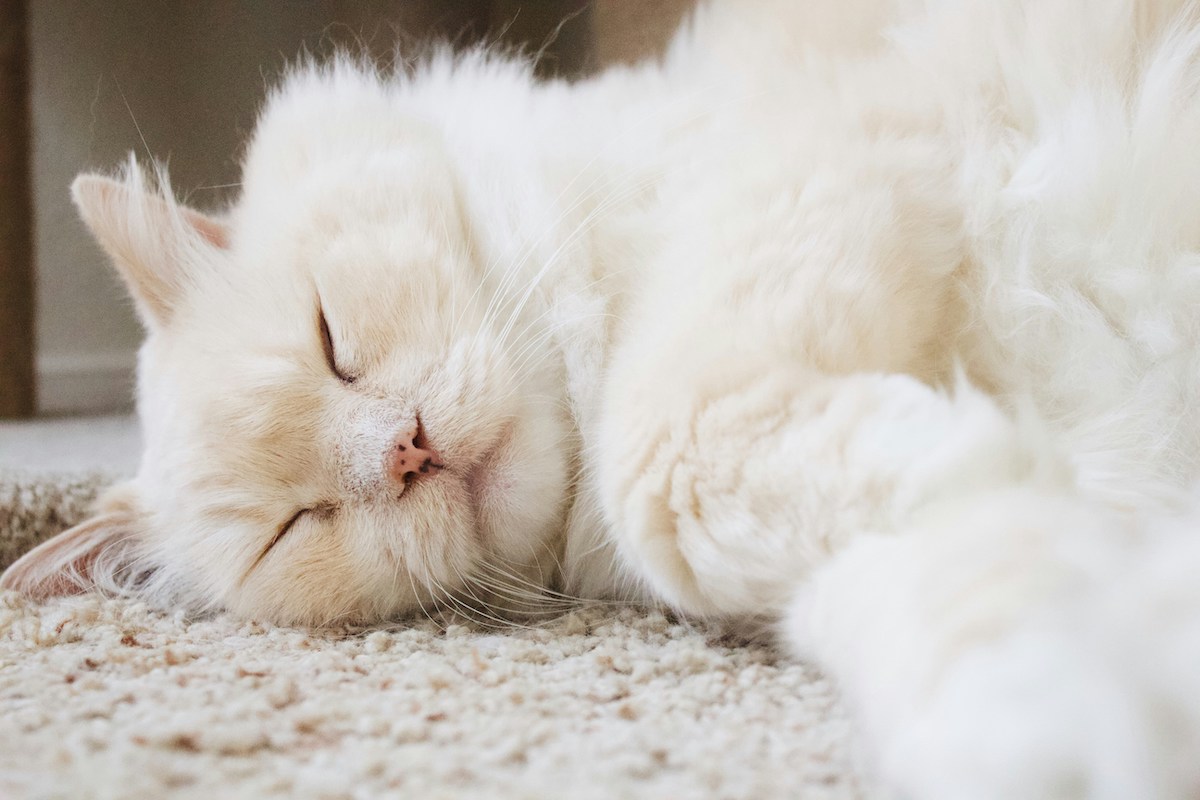 A white cat sleeps on the carpet with paws stretched out in front of him