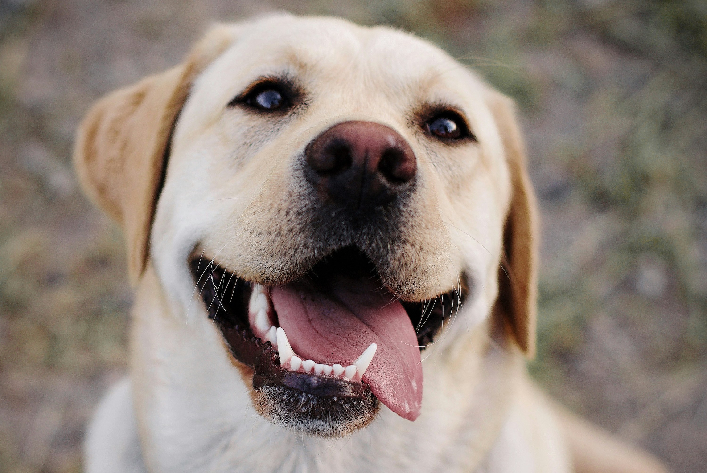 A Yellow Labrador Retriever with his tongue hanging out