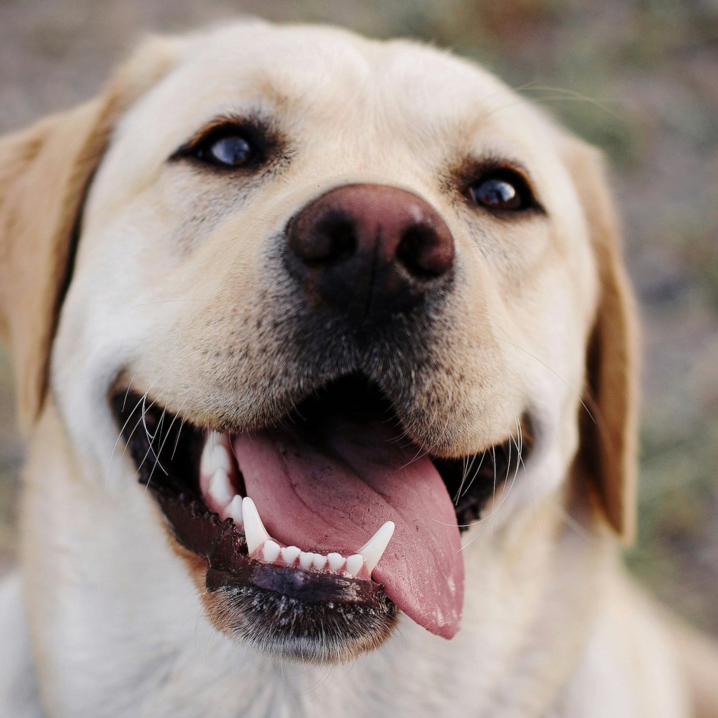 A yellow Labrador retriever with his tongue hanging out