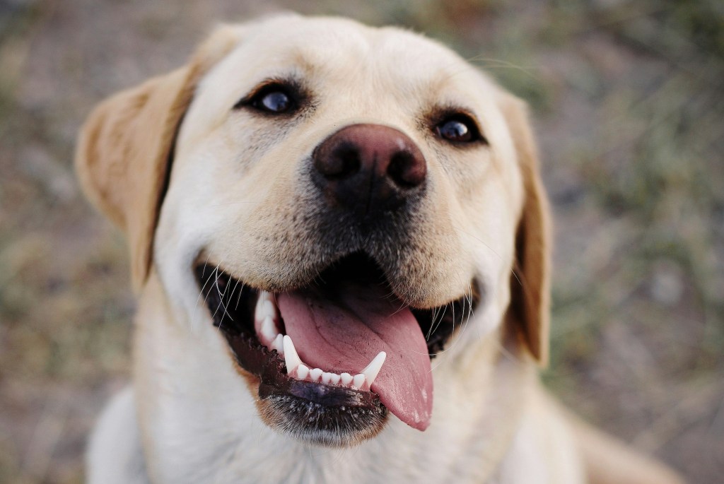 A Yellow Labrador Retriever with his tongue hanging out