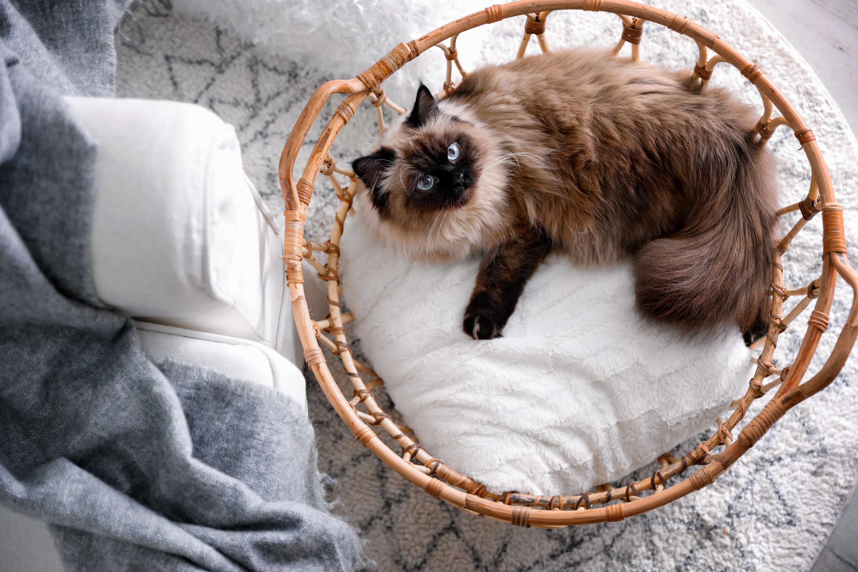 Balinese cat in a basket